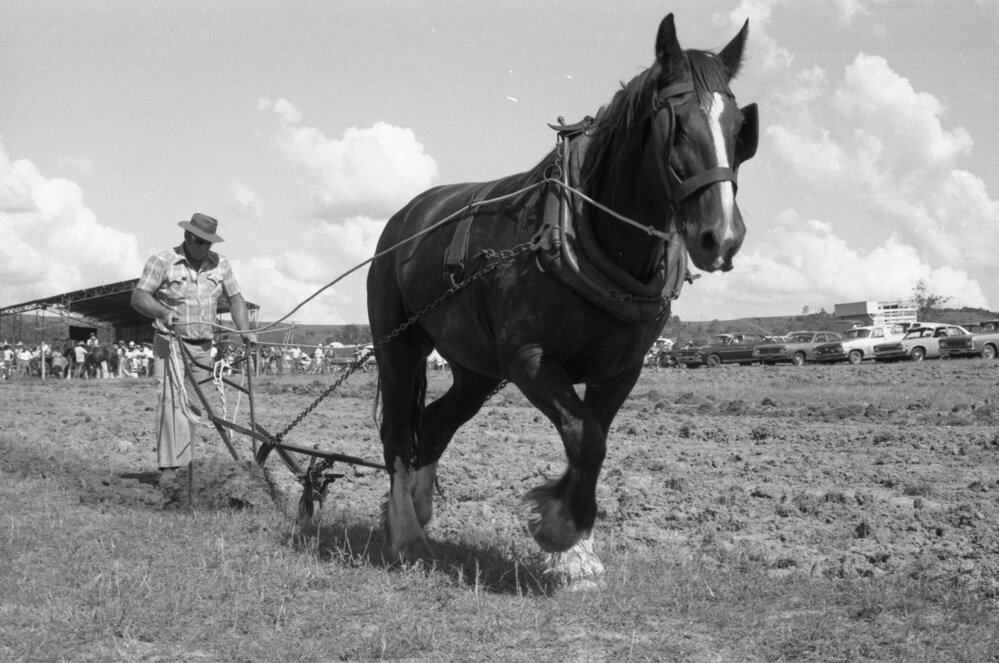 Unidentified man steering Horse-Drawn Single-Furrow plough during an unidentified horse event, Ipswich, February 1978