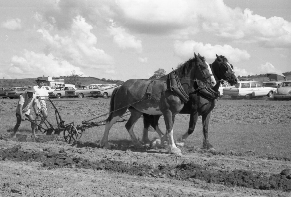 Two men steering two-horse plough team during an unidentified horse event, Ipswich, February 1978