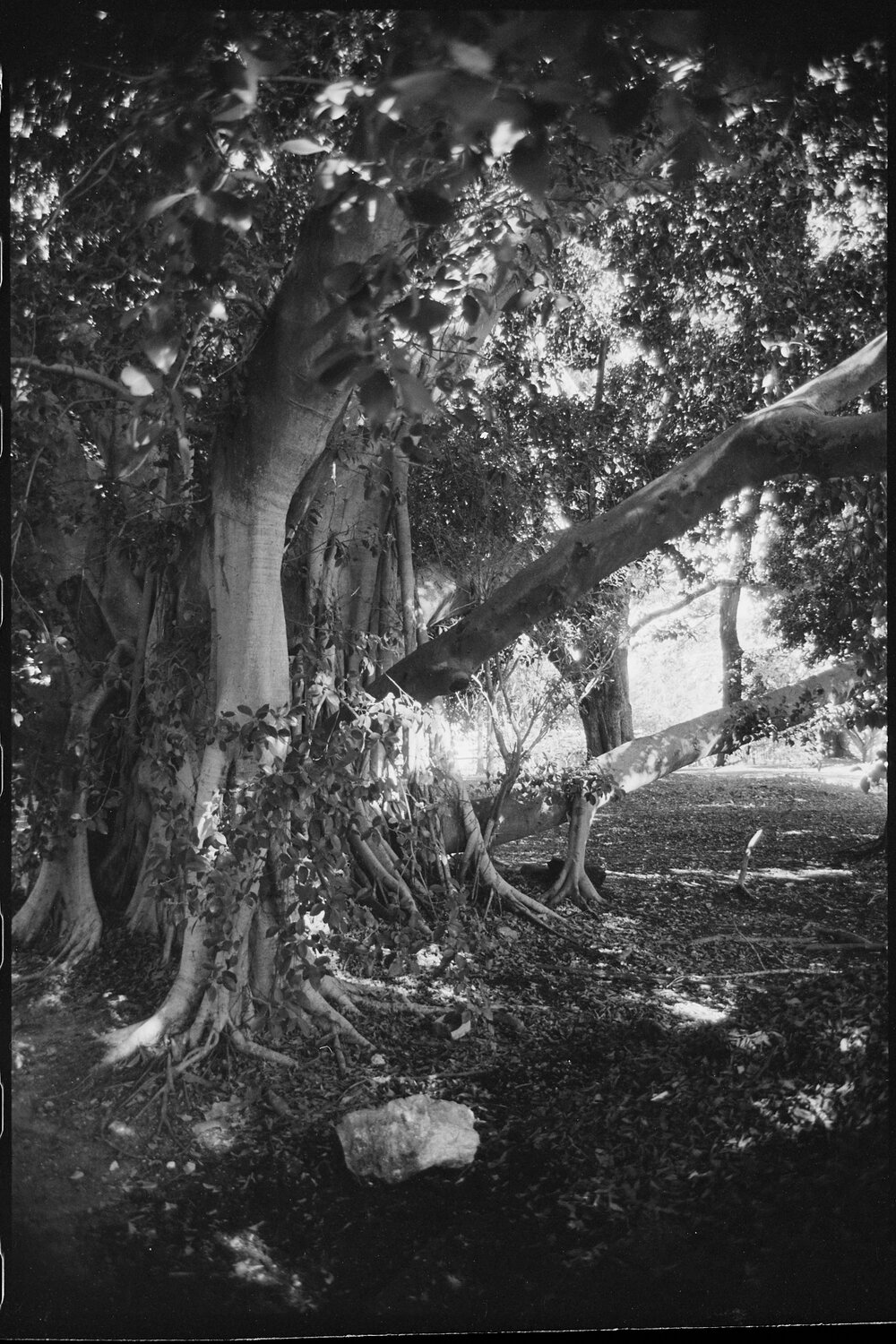 The gardens at Rockton, Newtown, Ipswich, July 1985