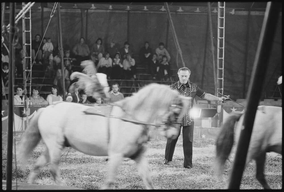 Unidentified handler and horses performing a circus act, Ipswich, July 1985