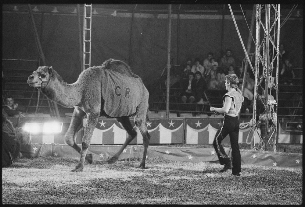 Unidentified handler controlling camels and a donkey in a circus act, Ipswich, July 1985