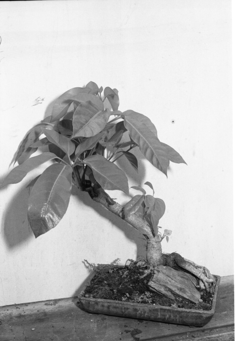Plants on display for the Queensland Times, Ipswich, March 1978