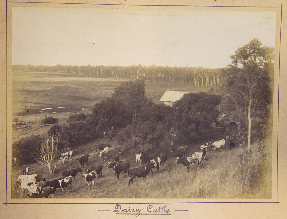 Dairy Cattle, thought to be at St Vincent's Convent, Nudgee, Brisbane, 1904