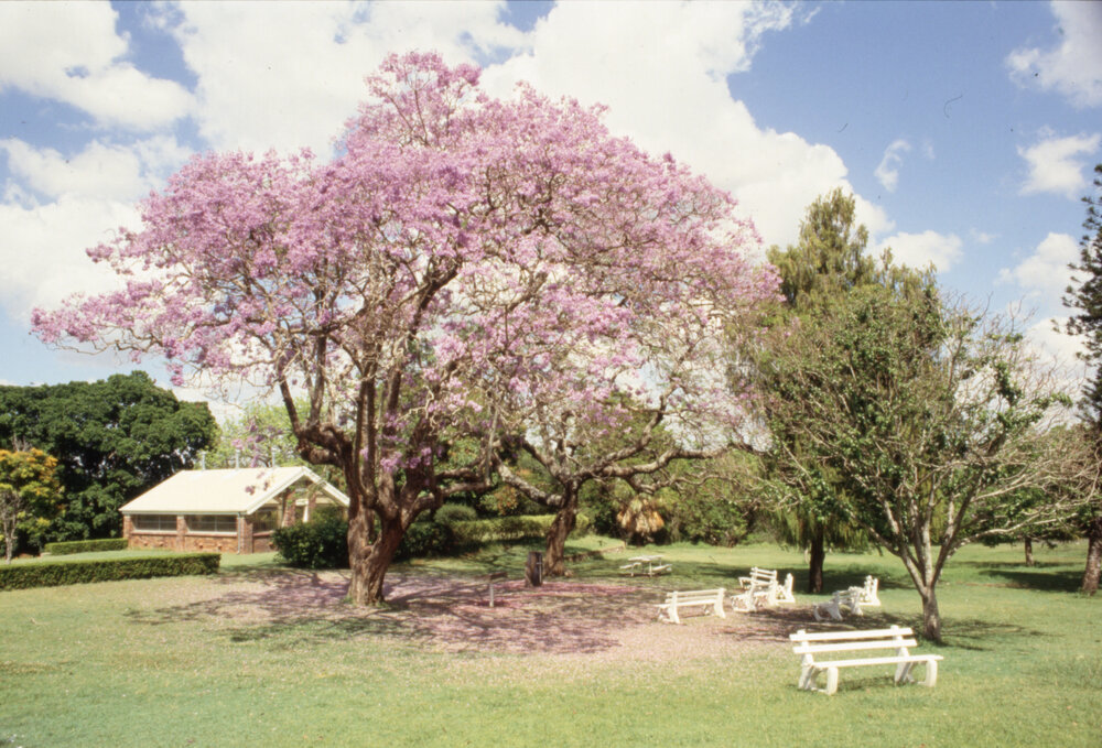 Jacarandas in bloom at Queens Park, Ipswich, 1988