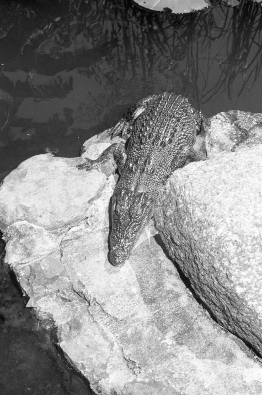 Lizy the crocodile in a pond enclosure, Ipswich, March 1978