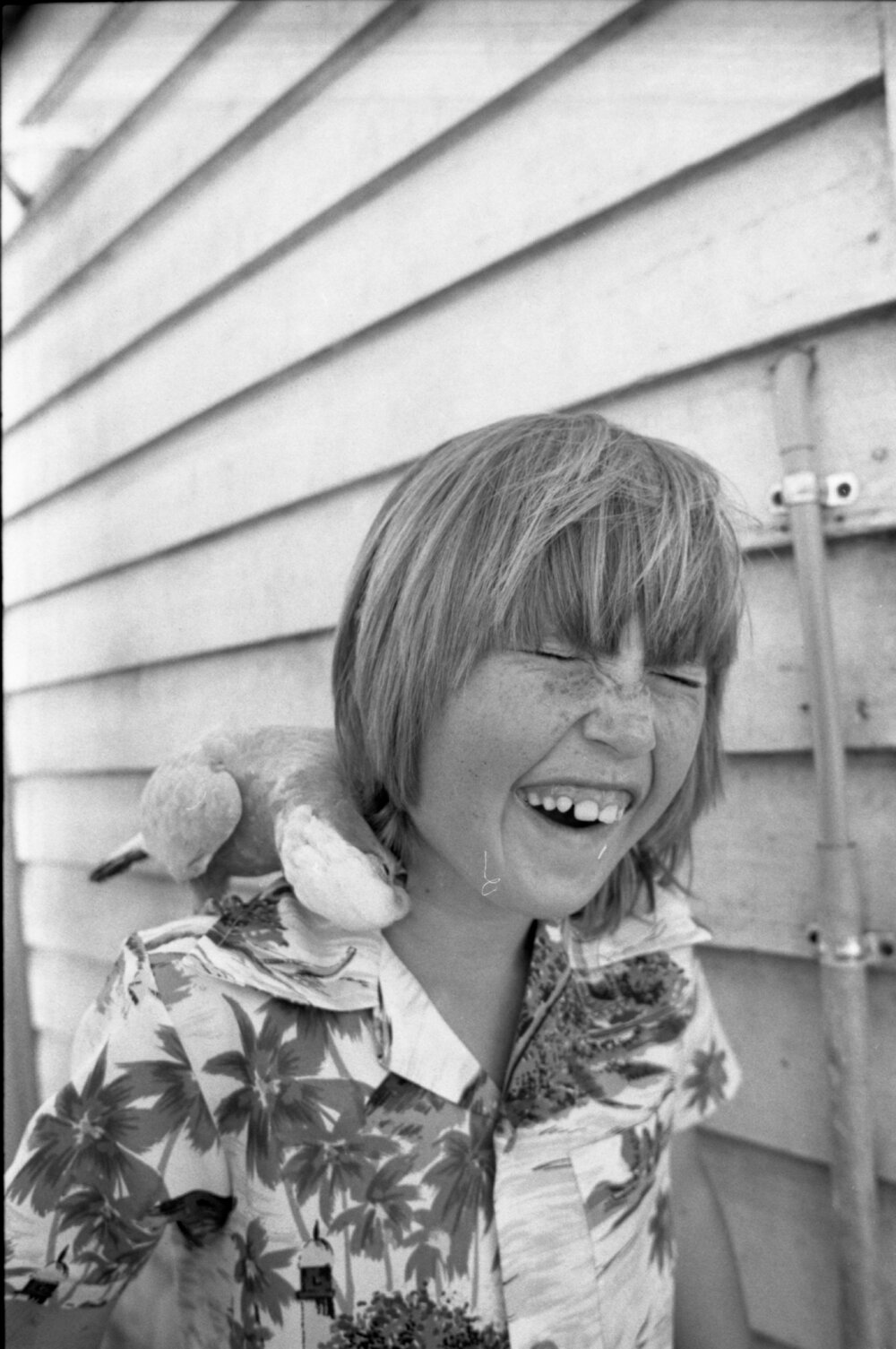 Unidentified boy with a galah at Marburg or Kalbar Show, Ipswich, April 1978