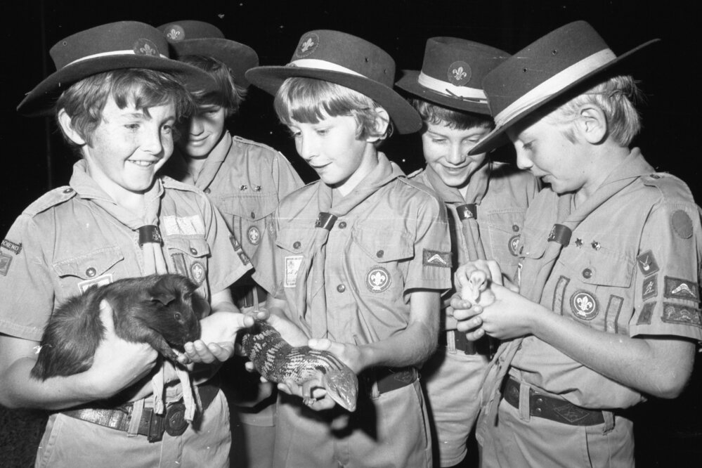 Boy Scouts with Guinea Pig, duckling, and Blue Tongue Lizard, Woodland, Ipswich, September 1980