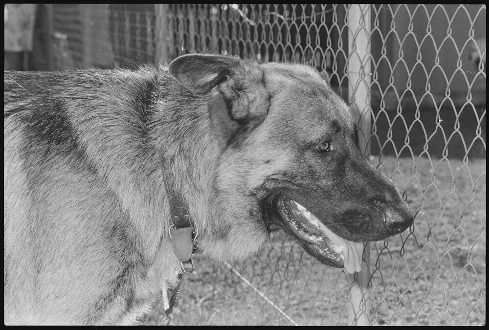 German shepherd dog behind a fence, Ipswich, January 1986