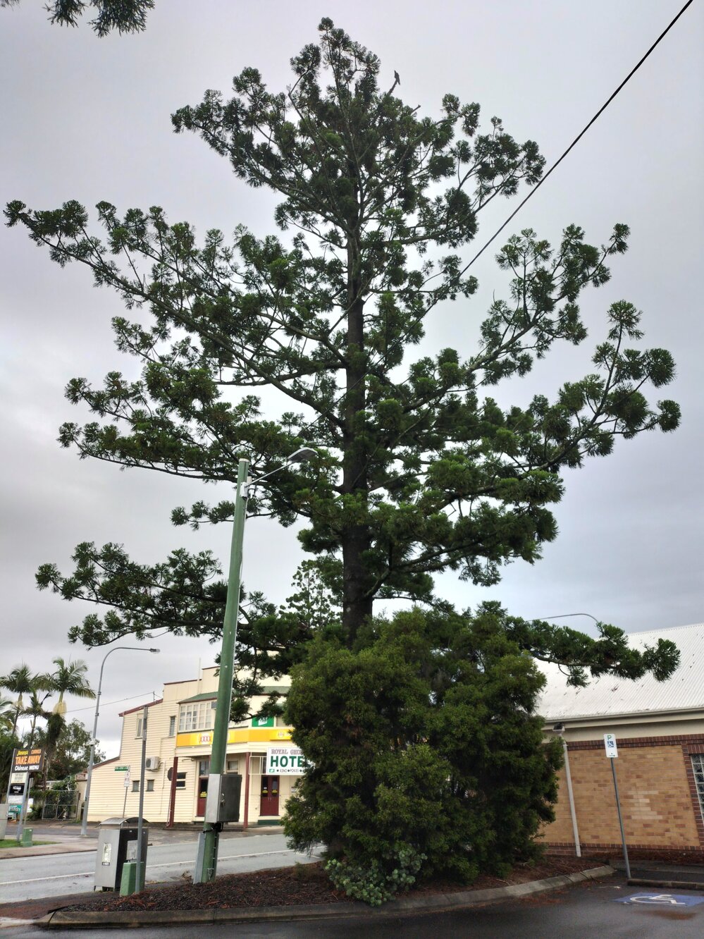 Hoop Pine, John Street, Nos. 7-9, Rosewood, Ipswich, 2024
