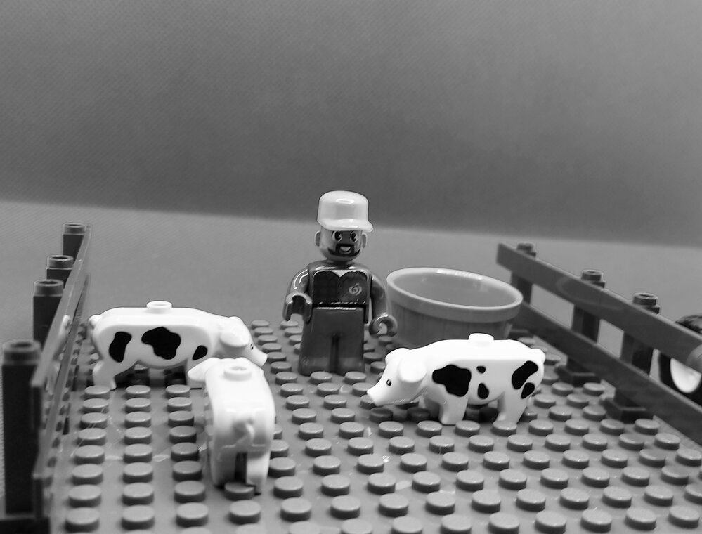 Brickswich version of Feeding pigs in the yard of Slacks butchery at Churchill abattoir site, Berry Street, Churchill, from the 1910s