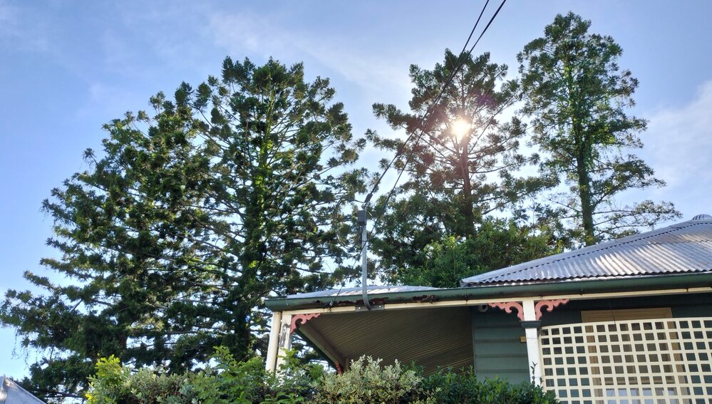 Hoop Pine Trees, Murphy Street, Nos. 16 &amp; 18, Ipswich, 2024