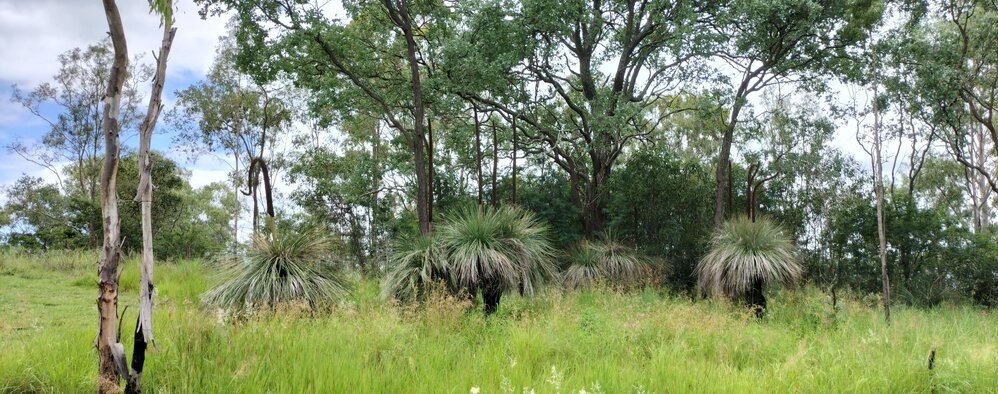 Lone Bunya Pine and stand of Grass Trees, Byrne Street, No. 22, and Creek Street opp. Adam Street, Bundamba, Ipswich, 2024