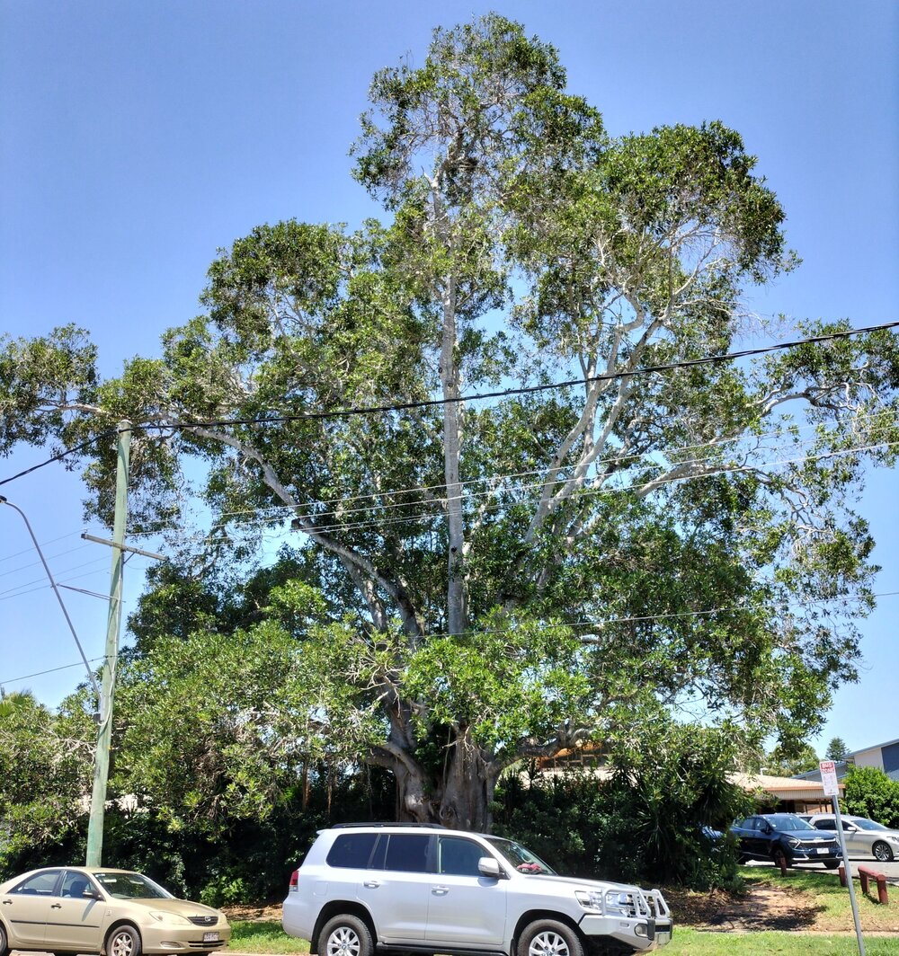 Port Jackson Fig, Old Toowoomba Road, No. 22, One Mile, Ipswich, 2024
