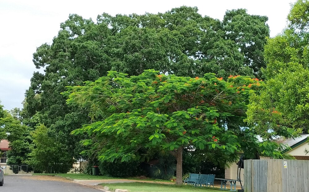 Johnson River Fig, Railway Street, No. 29, fronting Clifton Street, Booval, Ipswich, 2024
