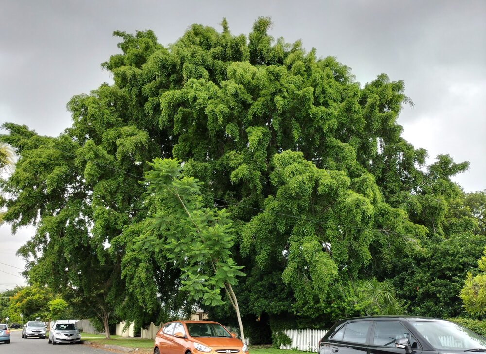 Weeping Fig, Whitehill Road, No. 34, Eastern Heights, Ipswich, 2024