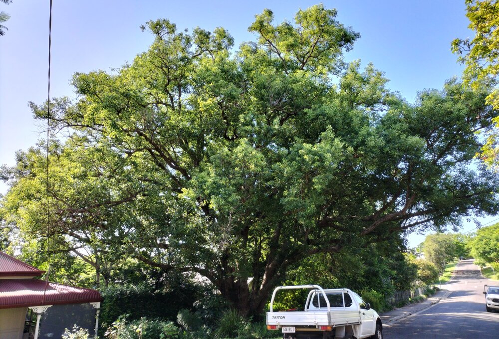 Camphor Laurel, O'Sullivan Street, No. 35, Woodend, Ipswich, 2024