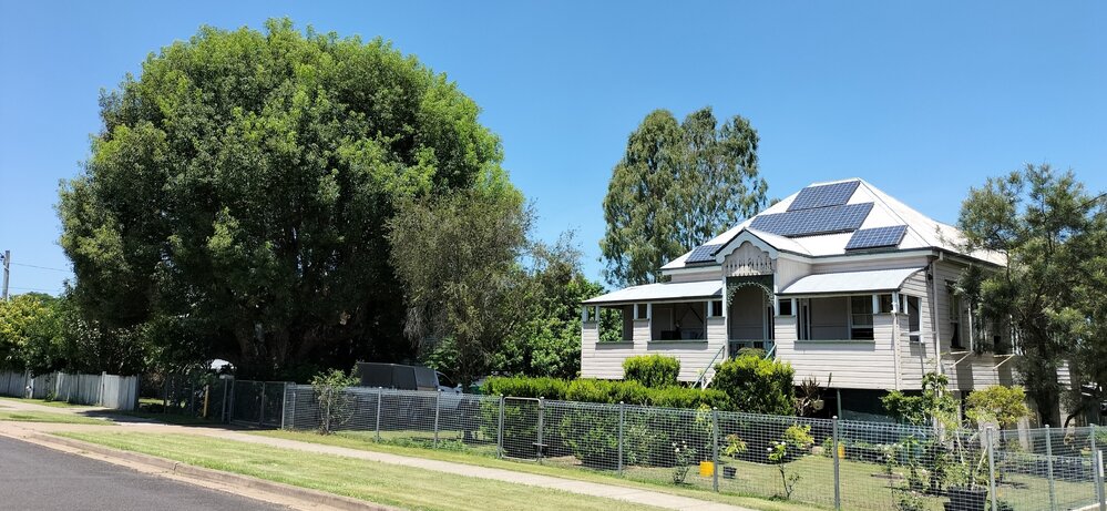 Camphor Laurel, Woodford Street, No. 42, One Mile, Ipswich, 2024