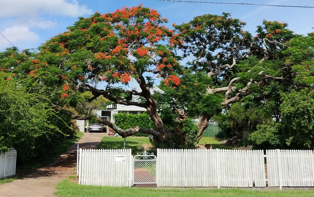 Poinciana Tree, Pine Street, No. 60, North Ipswich, 2024