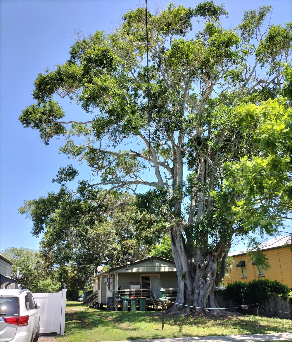 Port Jackson Fig and Moreton Bay Fig, Woodford Street, No. 80A , One Mile, Ipswich, 2024