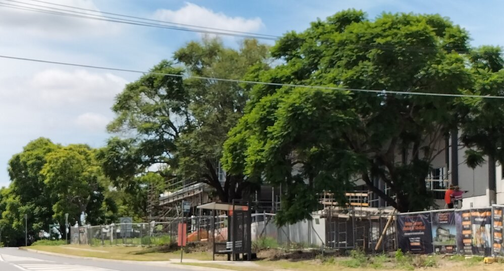 Jacaranda Trees, and Moreton Bay Fig Tree, Jacaranda Street, No. 111, and Roma Street, Nos. 1 &amp; 3, North Booval, Ipswich, 2024