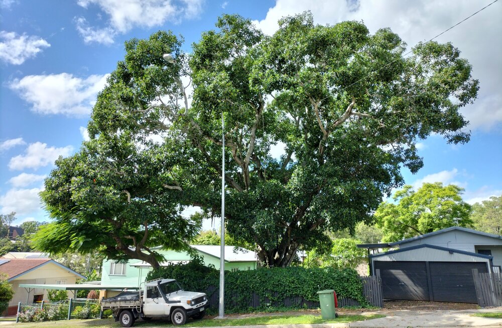 Port Jackson Fig, Alice Street, No. 118, Goodna, Ipswich, 2024