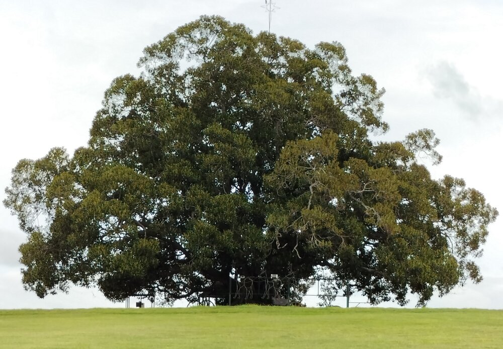 The Christmas Lights Fig Tree, Wildey Street, No. 143, Raceview, Ipswich, 2024