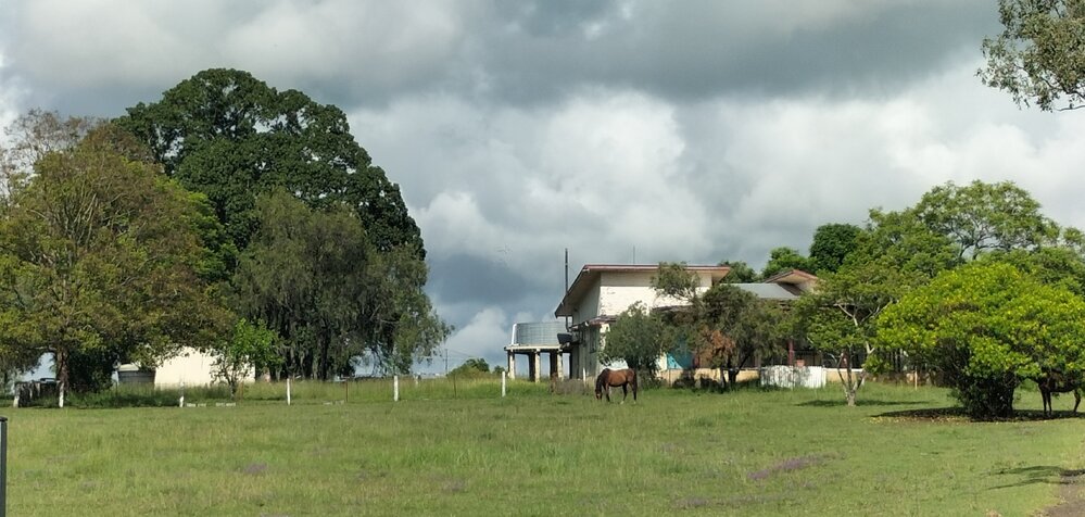 Purga Mission, including White Fig, and Moreton Bay Fig, Ipswich-Boonah Road, No. 587, Purga, Ipswich, 2024