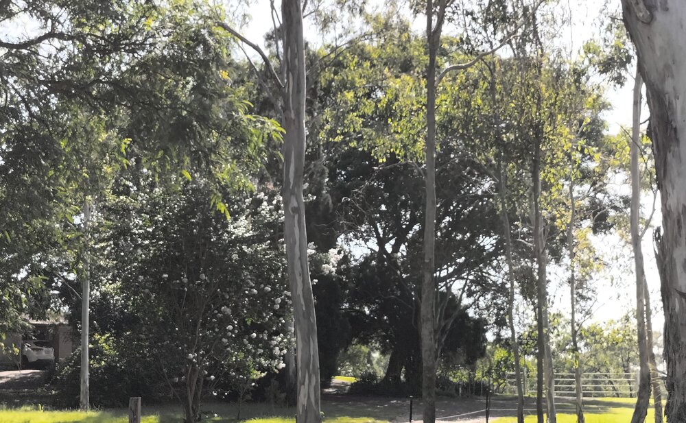 Moreton Bay Fig, Pine Mountain Road, No. 621, Muirlea, Ipswich, 2024