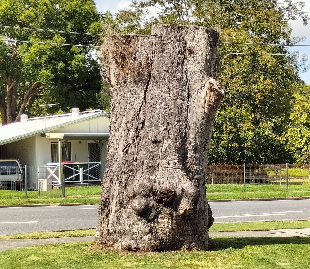 Gum-topped Box Tree, Alice Street, and Spalding Crescent, (intersection of), Goodna, Ipswich, 2023