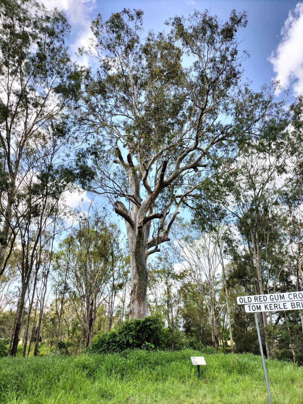 Forest Red Gum Tree, Gipps Street Road Reserve, (Located to the southeast of Tom Kerle Bridge, Hiddenvale Road, over Western Creek, between the watercourse and road reserve), Calvert, Ipswich, 2023