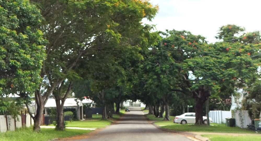 Former Bleak House Driveway Plantings, Olmai Avenue, Eastern Heights, Ipswich, 2024