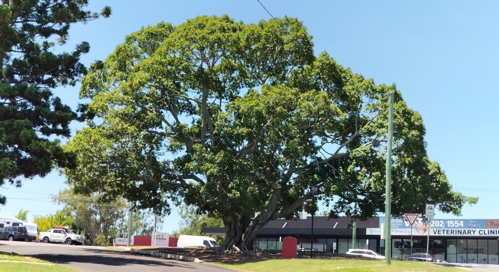 Fig Tree, Pine Mountain Road, and Smith Street Intersection, North Ipswich, 2024