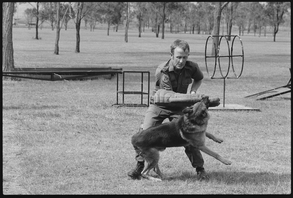 Unidentified RAAF Serviceman training with RAAF Service Dog at RAAF Base Amberley, Amberley, Ipswich, January 1986