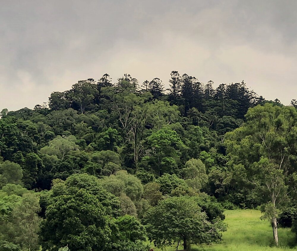 Remnant Hoop Pine, Pine Mountain, 2024