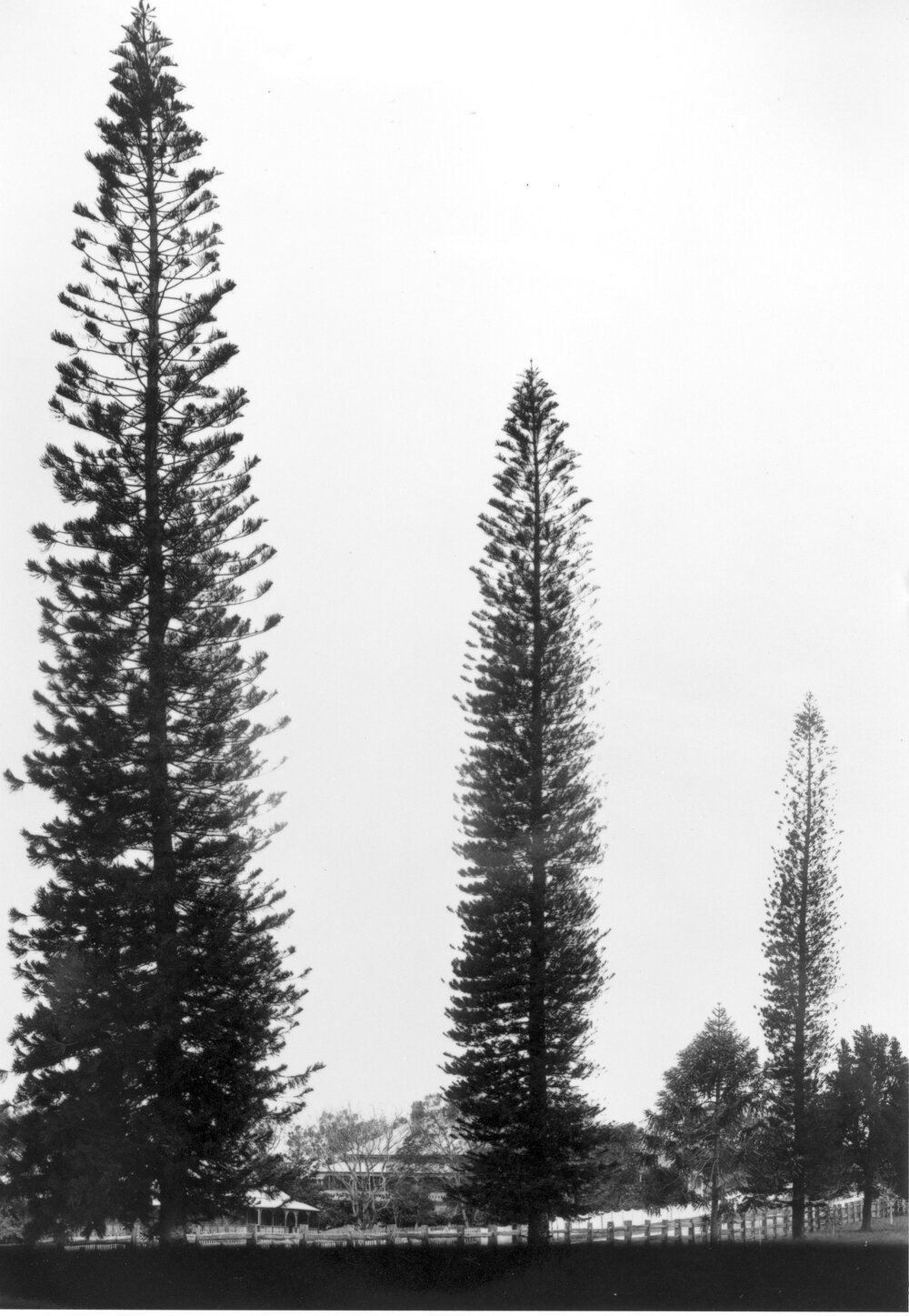 Queen's Park Hoop pines chermside rd