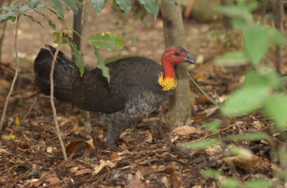 Brush turkey, Ipswich, December 2003