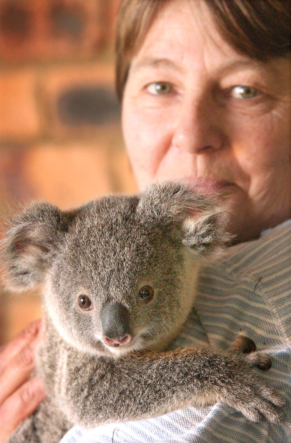 Helen Darbellay holding a koala, Ipswich, September 2003