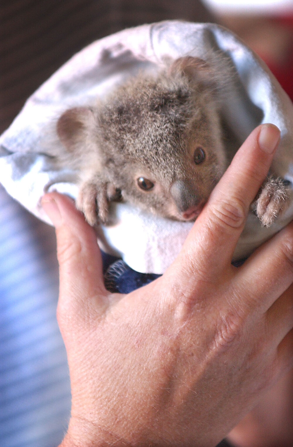 Baby koala, Ipswich, September 2003