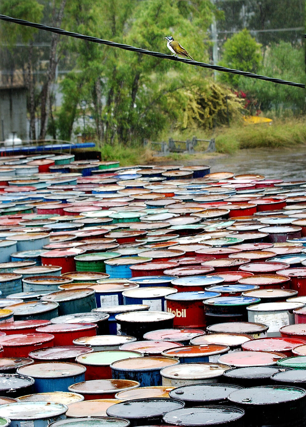 Oil dumping barrels in nature, Wulkaraka, June 2003
