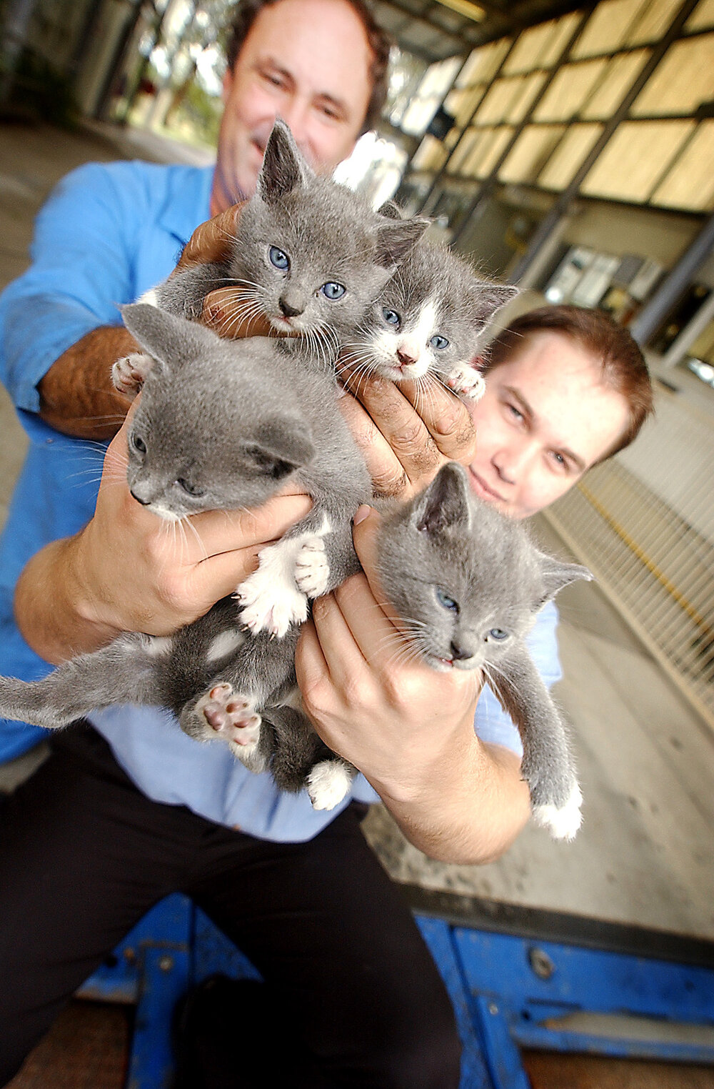Kittens found by QLD Transport Staff, Ipswich, June 2003