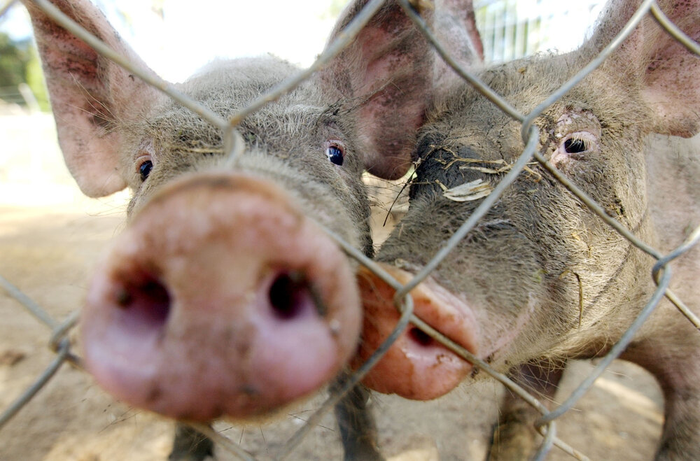 Pigs at Ipswich Nature Centre, Queens Park, Ipswich, March 2003