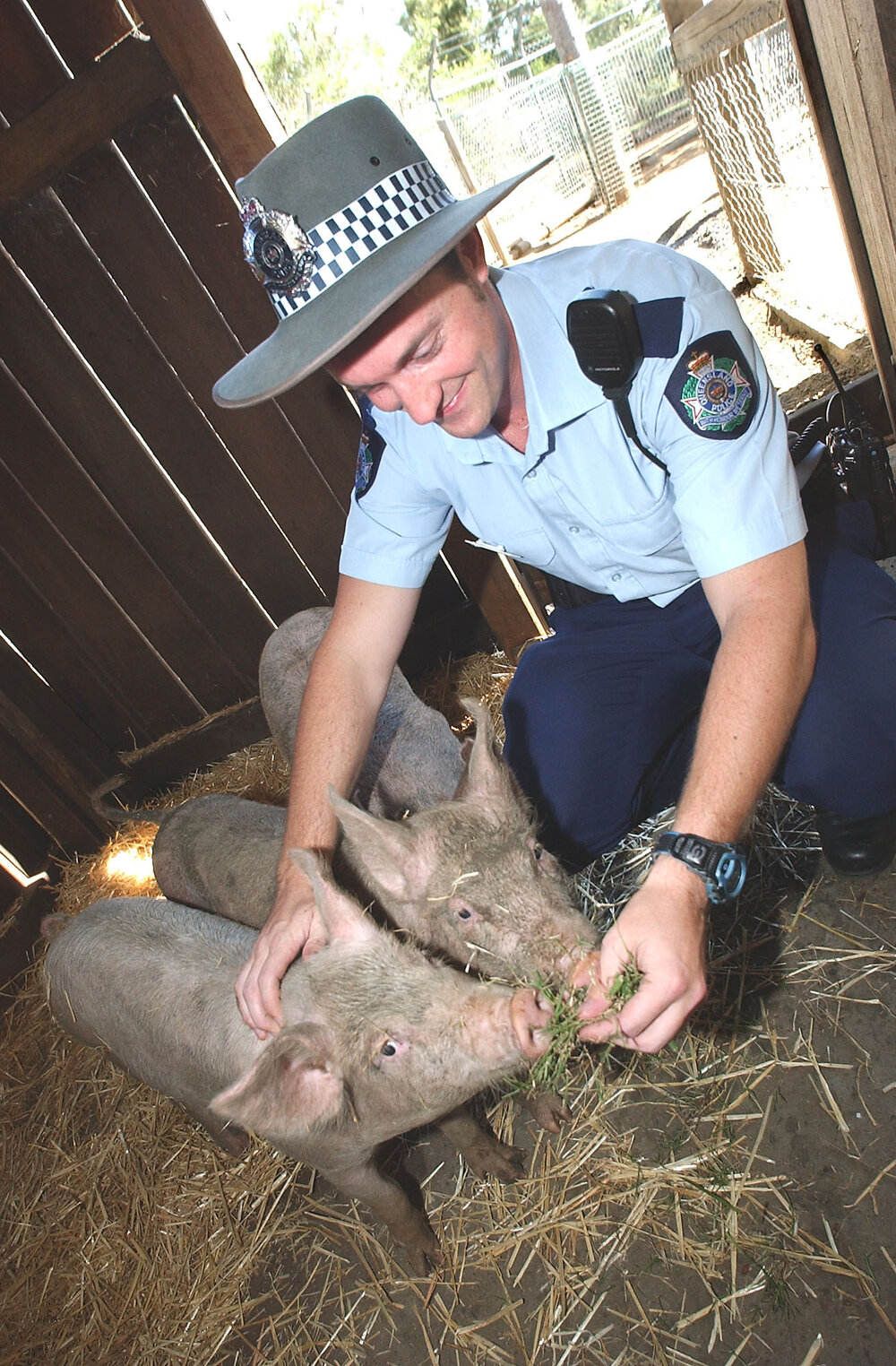 Unidentified police officer feeding pigs at the Queens Park Nature Centre, Ipswich, March 2003