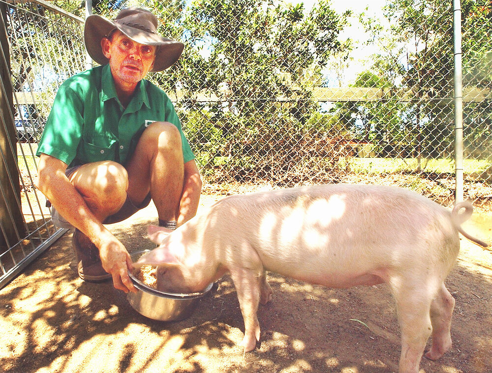Keeper, Martin Page feeding Jessie the pig and taking care of other pigs at the Queens Park Nature Centre, Ipswich, March 2003