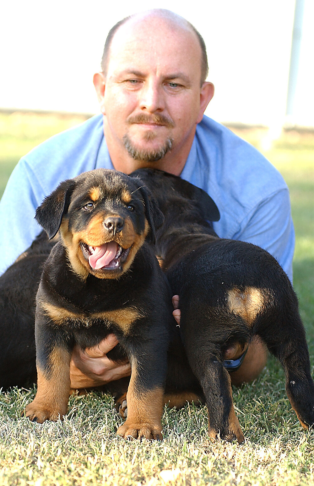 Unidentified man with a litter of rottweiler puppies with heart-shaped tails, Ipswich, November 2003