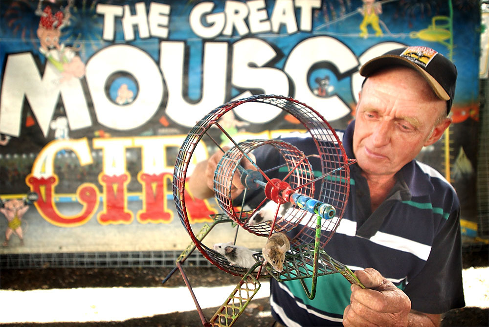 Richard Miller with some of his performing mice from Mousco Circus at the Ipswich show, Ipswich, May 2003