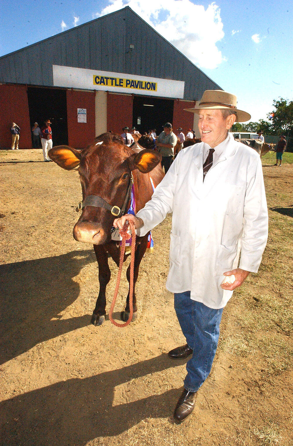 Neil Shelton with cow, Vuegon Daisy the third at the Ipswich show, Ipswich, May 2003