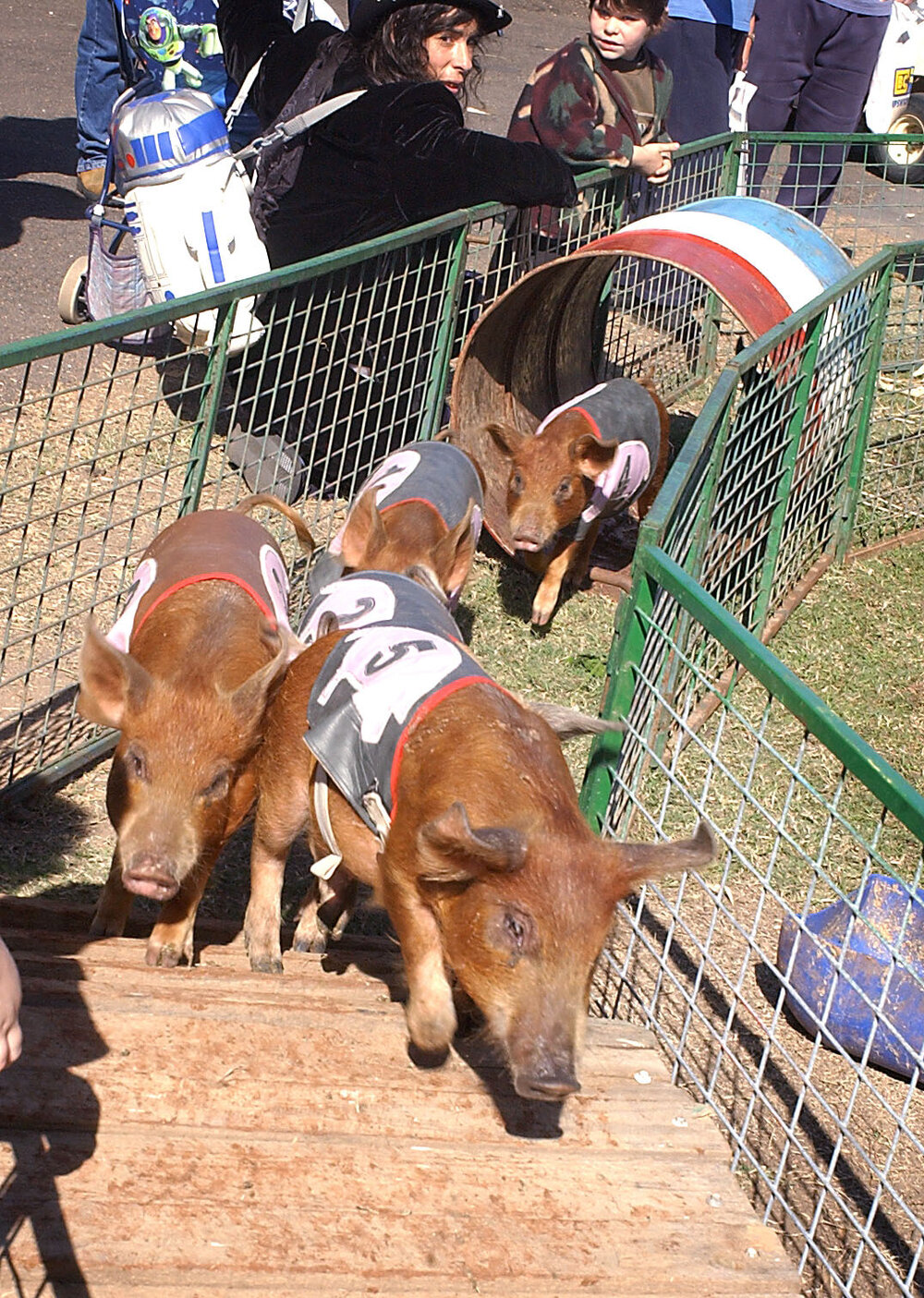 Pigs at the Ipswich Show, Ipswich, May 2003