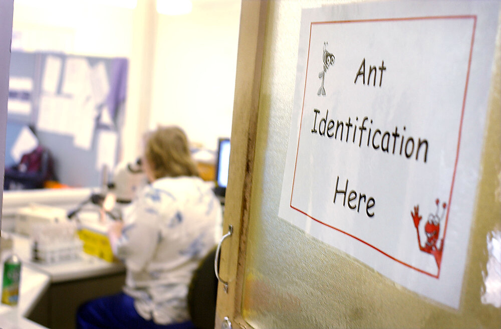 Art Identification, Ipswich, May 2003