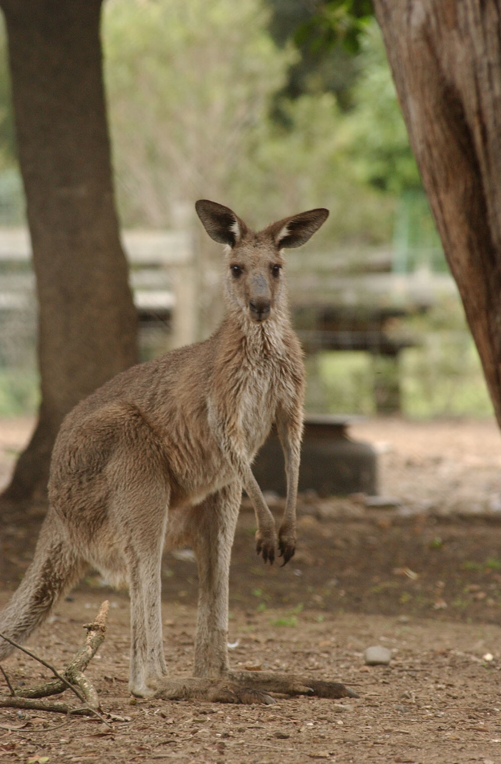 Kangaroo, Ipswich, May 2003