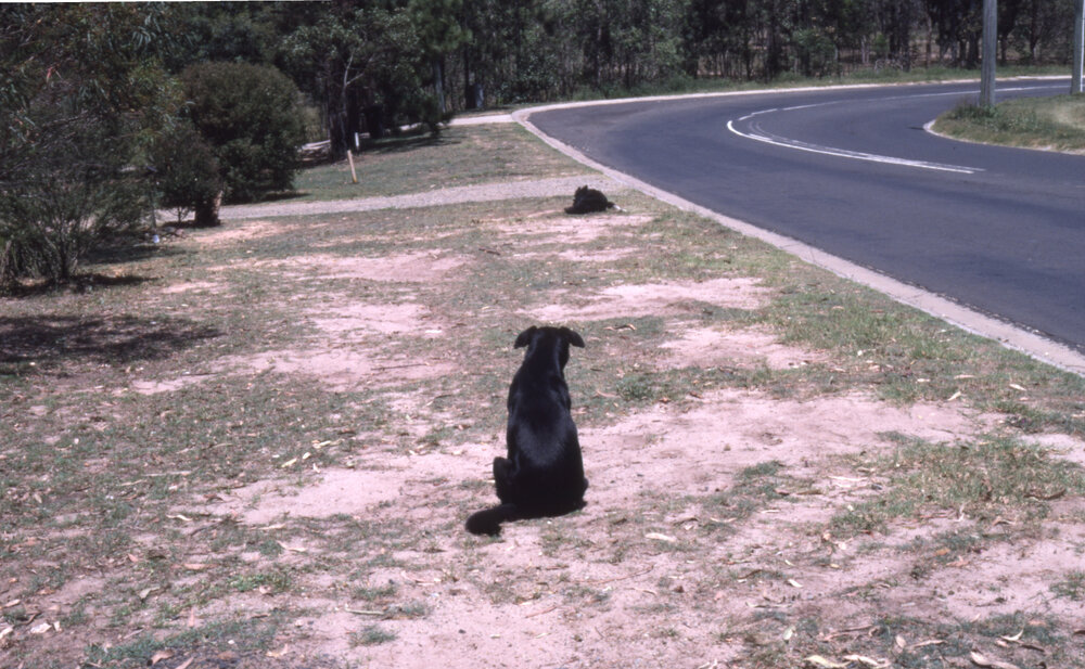 Stray dogs alongside a road within the boundaries of the former Moreton Shire, location unknown, c.1987